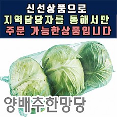 양배추